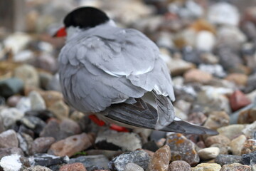 tern