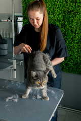 Obraz premium in a grooming salon master in a black uniform on a green plant background combs a short-haired small Scottish cat standing on the table with a massage brush