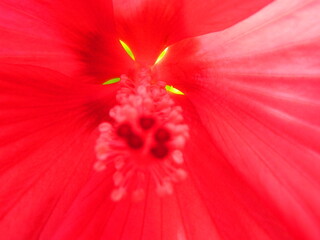 Hibiskus © Sven