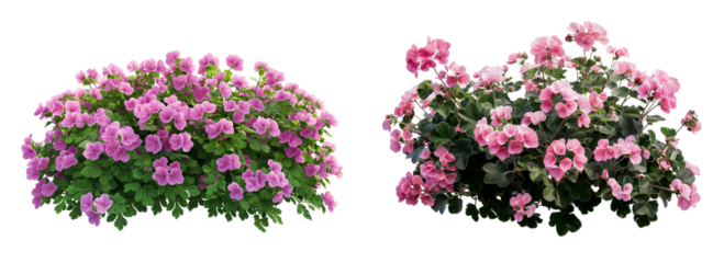 Beautiful blooming geranium bush with pink flowers isolated on white or transparent PNG