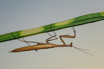 Religious Mantis - Mantis religiosa, popular unique large insect from European meadows and grasslands, Zlin, Czech Republic.