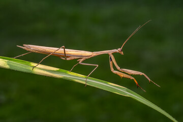 Religious Mantis - Mantis religiosa, popular unique large insect from European meadows and grasslands, Zlin, Czech Republic.