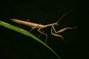 Religious Mantis - Mantis religiosa, popular unique large insect from European meadows and grasslands, Zlin, Czech Republic.