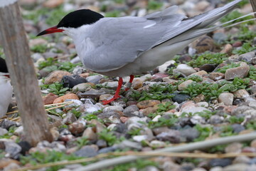 tern