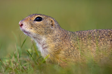 European ground squirrel (Spermophilus citellus), also known as the European ground squirrel, portrait of a small rodent in its natural habitat.