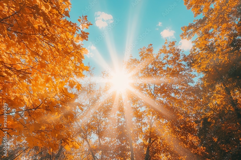 Canvas Prints The countryside is dotted with golden trees and a beautiful blue sky during autumn