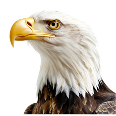 Fototapeta premium A bald eagle with a white head, isolated on a transparent background