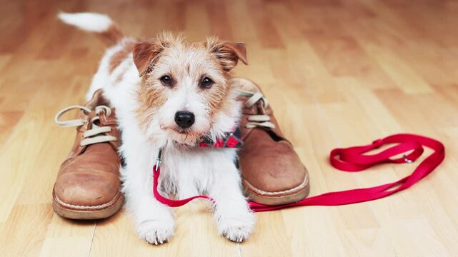 Cute happy active dog wagging her tail and getting ready for a walk on a leash and shoes. Pet face.