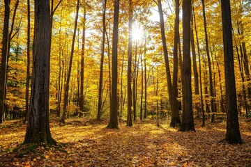 Autumn backlight shining through old beech (Fagus spp.) trees in former wood pasture, Reinhardswald, Sababurg, Hesse, Germany, Europe