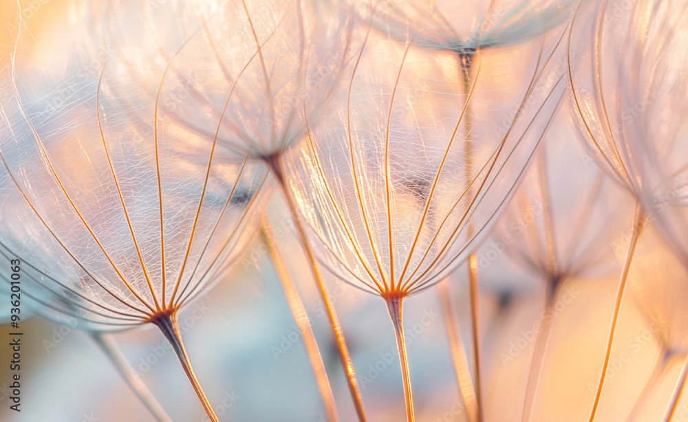 Poster a delicate close-up of dandelion seeds softly illuminated, emphasizing their fragile beauty and the 