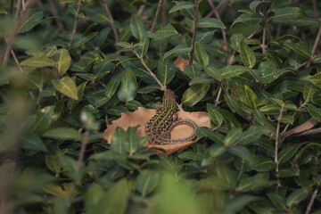 Obraz premium the lizard is sunbathing on ivy. Ocellated Lizard lying in grass. beautiful green lizard 