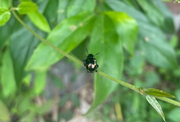 bug on a leaf