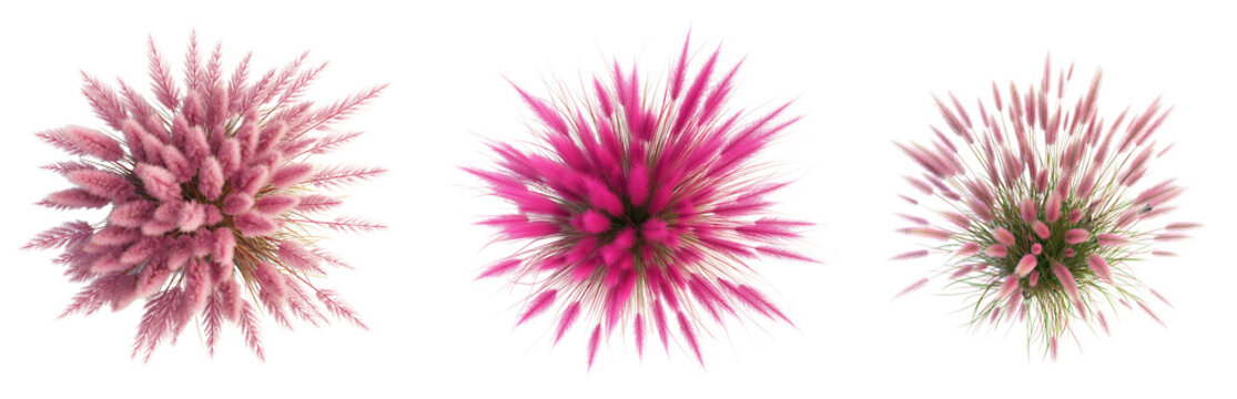Top view of Pink Muhly Grass isolated on white or transparent background PNG, 3d rendering
