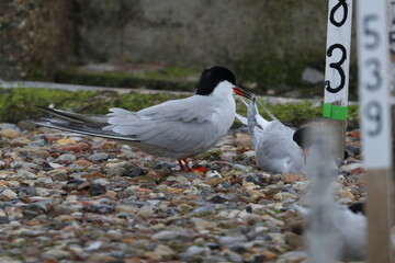 tern