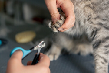 Fototapeta premium close-up In a grooming salon small Scottish cat groomer performs a nail trimming procedure with professional clippers