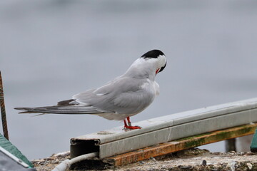tern