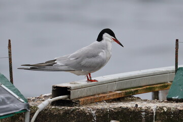 tern