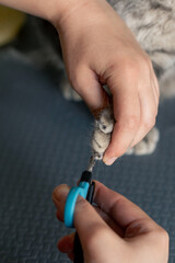 Fototapeta premium close-up In a grooming salon small Scottish cat groomer performs a nail trimming procedure with professional clippers