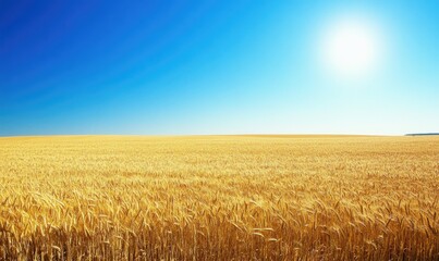 Naklejka premium Golden wheat fields, farm landscape