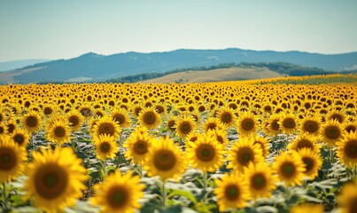 Obraz premium Sunflower field, bright yellow petals, endless rows