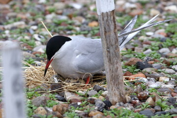 tern