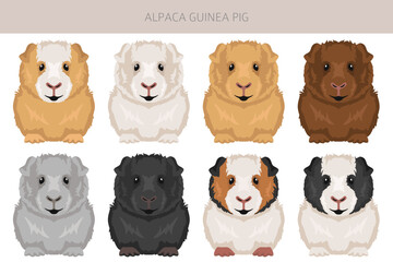 Alpaca Guinea pig clipart. All coat colors cavies set. Small Pet Rodents. Vector illustration