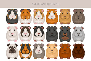 American Guinea pig clipart. All coat colors cavies set. Small Pet Rodents. Vector illustration