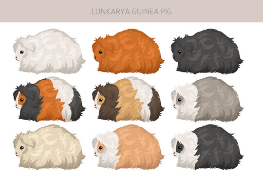 Lunkarya Guinea pig clipart. All coat colors cavies set. Small Pet Rodents. Vector illustration