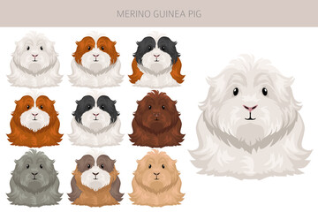 Merino Guinea pig clipart. All coat colors cavies set. Small Pet Rodents. Vector illustration