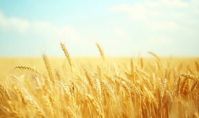Golden wheat field, endless rows, setting sun