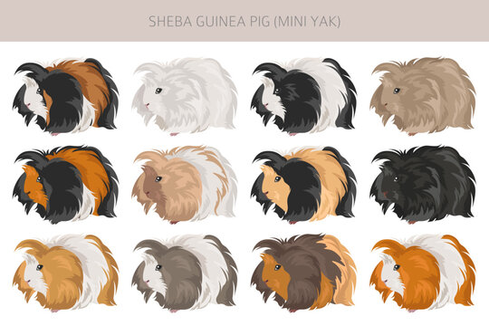 Sheba Guinea pig clipart. Sheba Mini Yak. All coat colors cavies set. Small Pet Rodents. Vector illustration