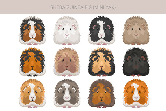 Sheba Guinea pig clipart. Sheba Mini Yak. All coat colors cavies set. Small Pet Rodents. Vector illustration