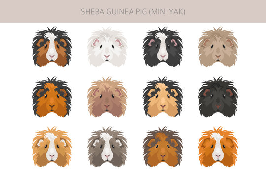 Sheba Guinea pig clipart. Sheba Mini Yak. All coat colors cavies set. Small Pet Rodents. Vector illustration