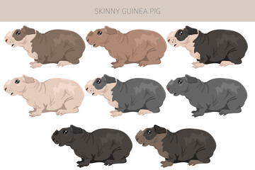 Skinny Guinea pig clipart. Hairless cavy. All coat colors cavies set. Small Pet Rodents. Vector illustration