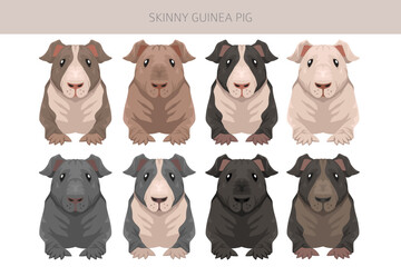 Skinny Guinea pig clipart. Hairless cavy. All coat colors cavies set. Small Pet Rodents. Vector illustration