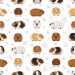 Teddy Guinea pig seamless pattern. All coat colors cavies set. Small Pet Rodents. Vector illustration