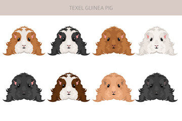 Texel Guinea pig clipart. All coat colors cavies set. Small Pet Rodents. Vector illustration