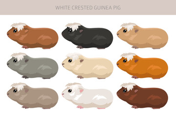 White Crested Guinea pig clipart. All coat colors cavies set. Small Pet Rodents. Vector illustration