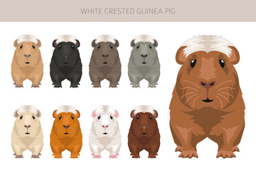 White Crested Guinea pig clipart. All coat colors cavies set. Small Pet Rodents. Vector illustration
