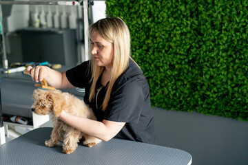 in grooming salon a master in a black uniform on a green plant background combs a short-haired...