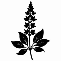 Salvia Black silhouette