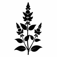 Salvia Black silhouette