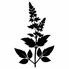 Salvia Black silhouette