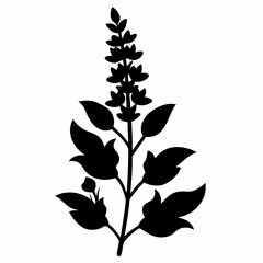 Salvia Black silhouette