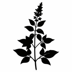 Salvia Black silhouette