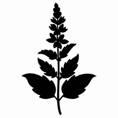 Salvia Black silhouette