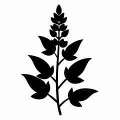 Salvia Black silhouette