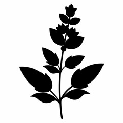 Salvia Black silhouette