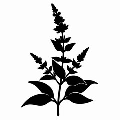 Salvia Black silhouette