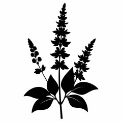Salvia Black silhouette